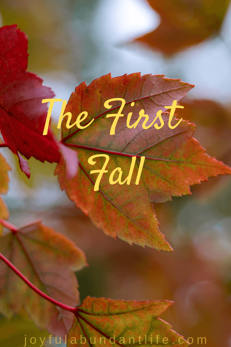The First Fall - do you know what God says about the first fall?